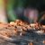 Chevy Chase Termite Control & Extermination by Absolute Home and Pest Solutions